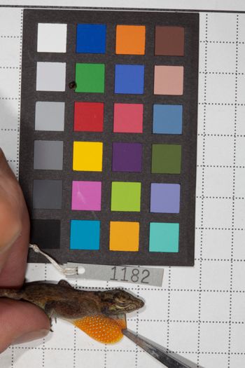Media type: image;   Herpetology R-190642